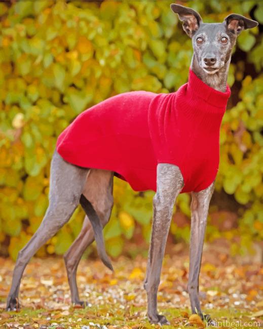 Whippet Dog Wearing Red Painting By Numbers Kits