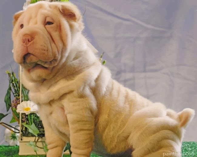 Shar Pei Dog Painting By Numbers Kits