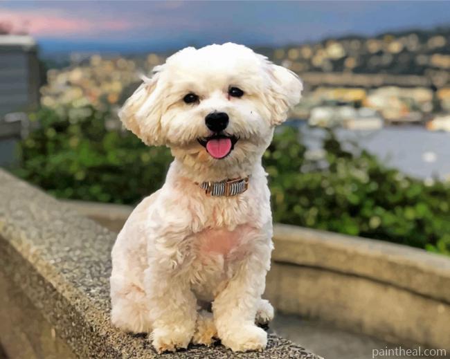 White Havanese Dog Painting By Numbers Kits