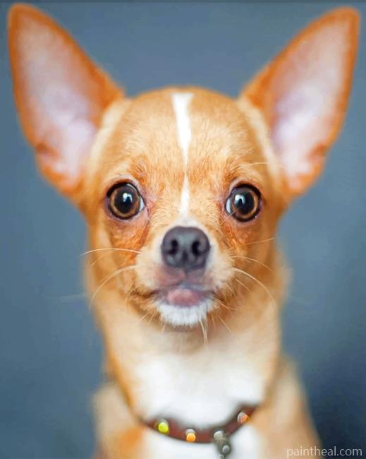 Chihuahua Portrait Painting By Numbers Kits
