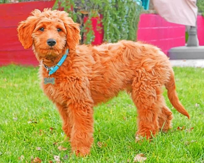Adorable Goldendoodle Painting By Numbers Kits