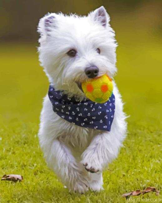West Highland White Terrier Playing Painting By Numbers Kits
