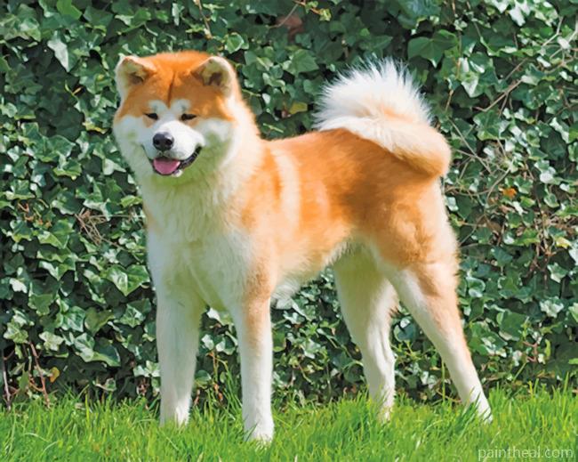 Akita Japanese Dog Painting By Numbers Kits