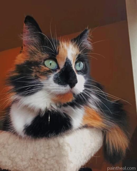Calico Cat with Green Eyes Painting By Numbers Kits
