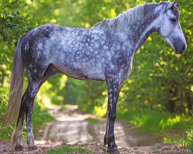 Grey Horse Animal Painting By Numbers Kits