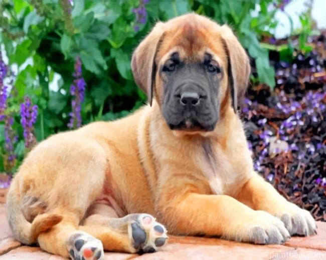 English Mastiff Painting By Numbers Kits