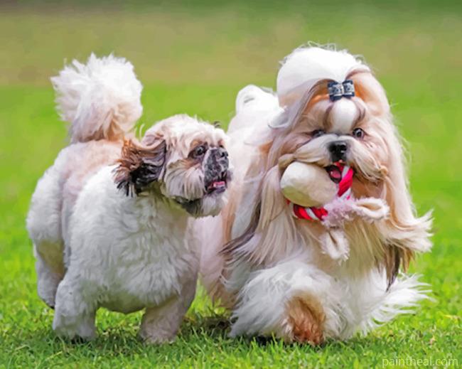 Imperial And Teacup Shih Tzu Painting By Numbers Kits