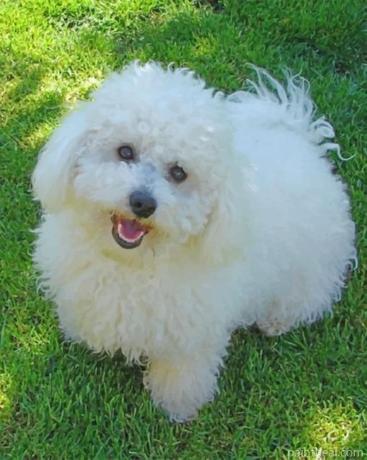 Bichon Painting By Numbers Kits