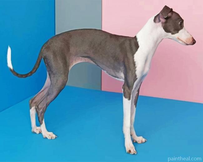 Italian Greyhound Painting By Numbers Kits