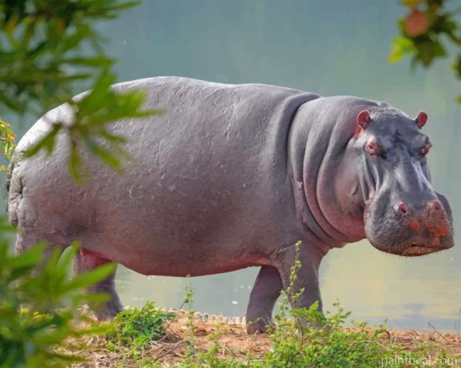 Hippopotamus Animal Painting By Numbers Kits