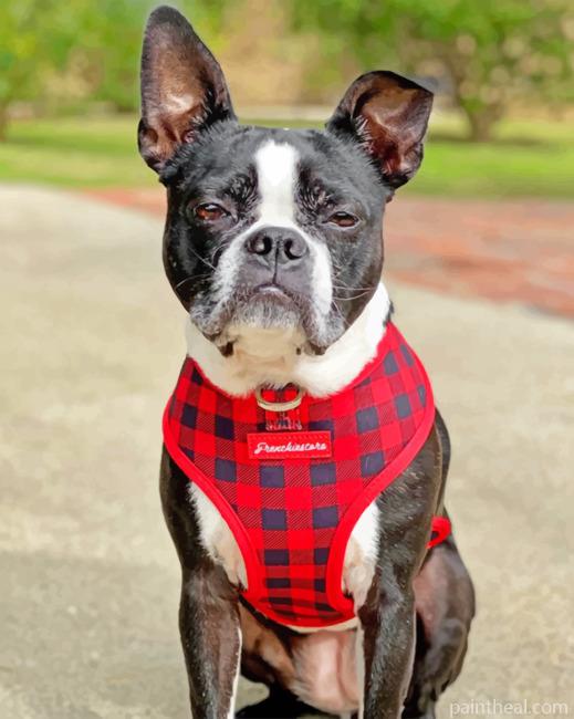 Boston Terrier Pet Painting By Numbers Kits