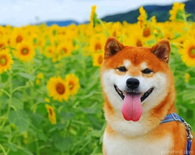 Shiba Inu In A Field Of Sunflowers Painting By Numbers Kits