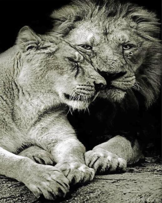 Monochrome Lion And Lioness Painting By Numbers Kits