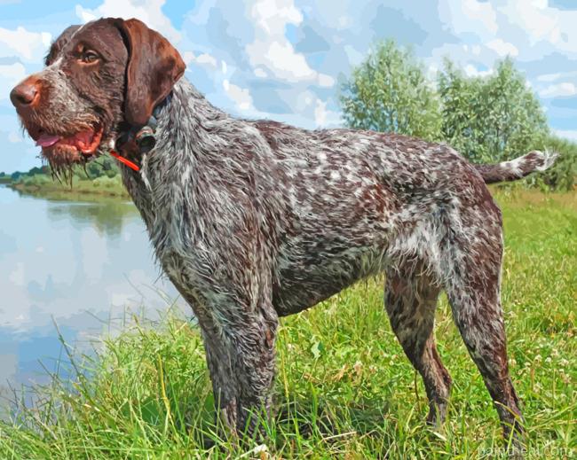 German Wirehaired Pointer Painting By Numbers Kits