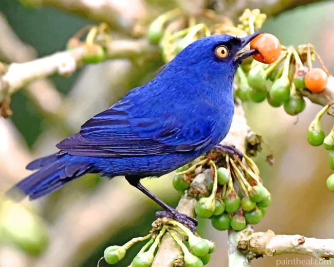 Deep Blue Bird Flowerpiercer Painting By Numbers Kits