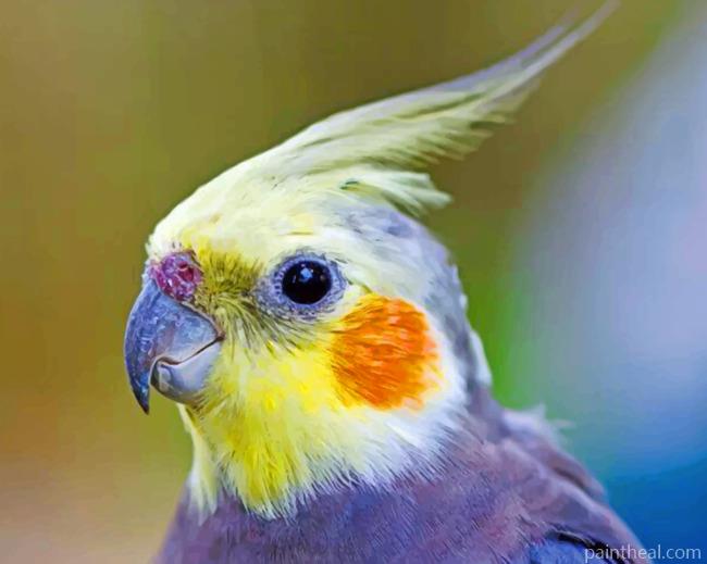 Cockatiel Painting By Numbers Kits