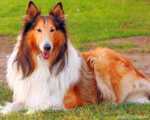 Collie Dog – 5D Diamond Paintings Painting By Numbers Kits