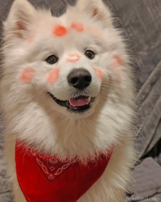 Flirty American Eskimo Painting By Numbers Kits