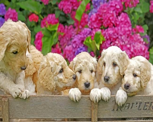 White Labradoodles Painting By Numbers Kits
