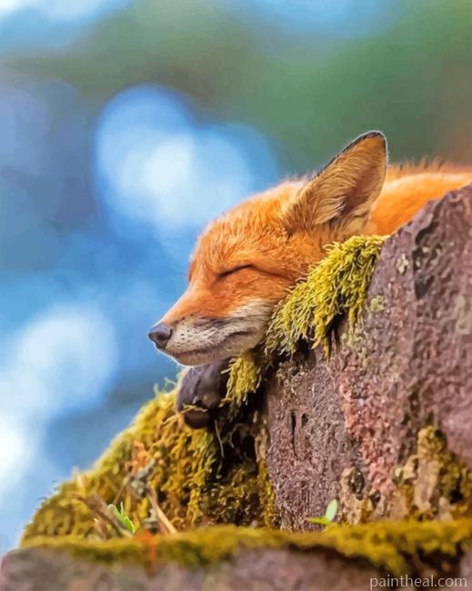 Sleepy Fox Painting By Numbers Kits