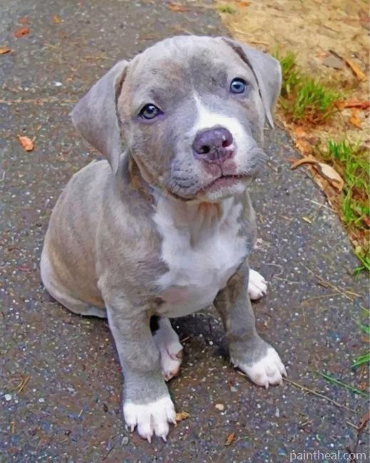 Pitbull Dog Painting By Numbers Kits