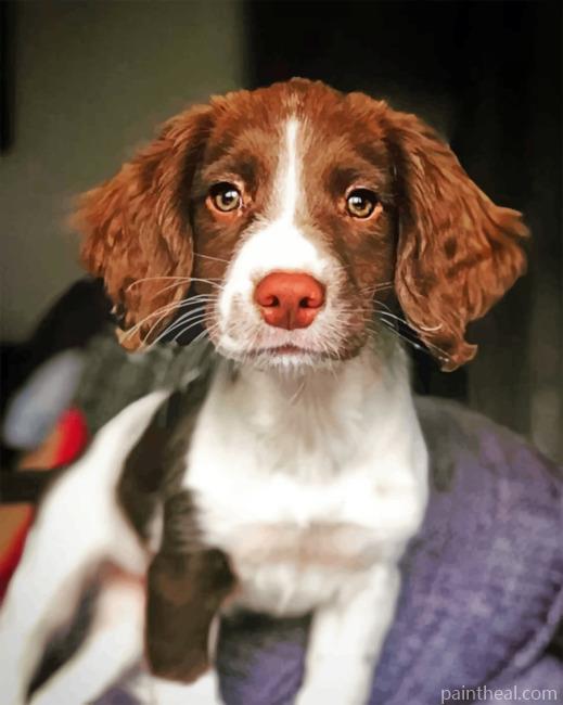 Adorable Springer Spaniel Painting By Numbers Kits