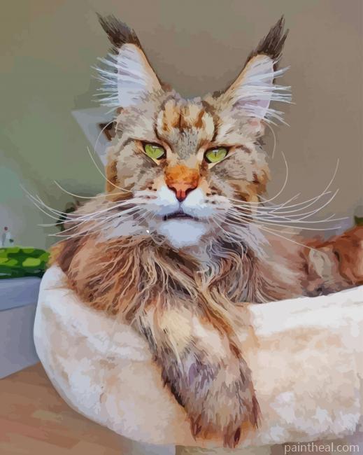 Cute Maine Coon Cat Painting By Numbers Kits