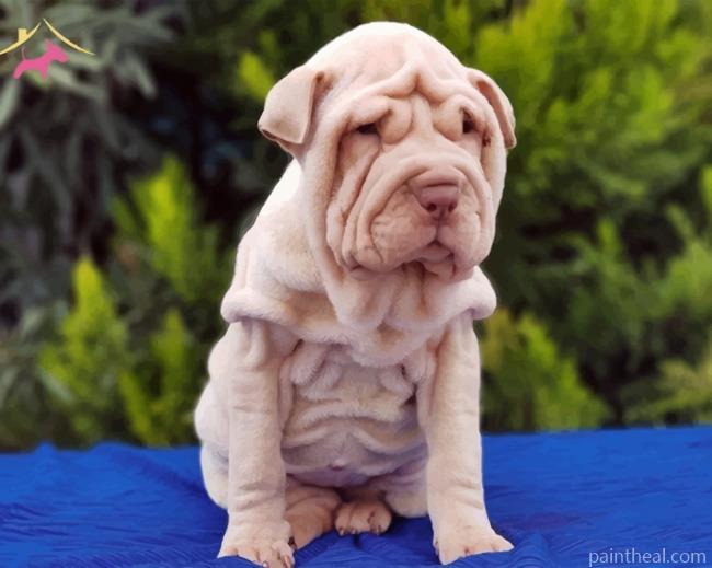 Shar Pei Painting By Numbers Kits