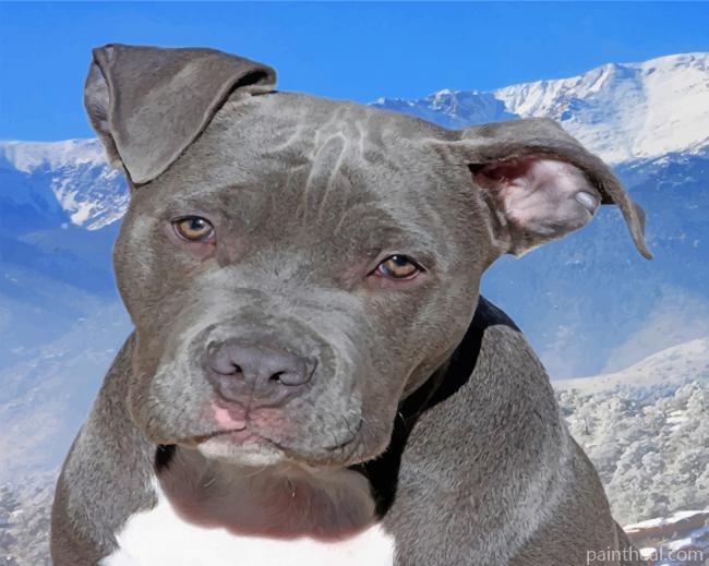 Gray Pitbull Painting By Numbers Kits
