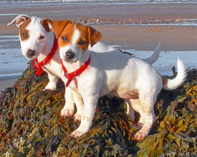 Jack Russell Pets Painting By Numbers Kits