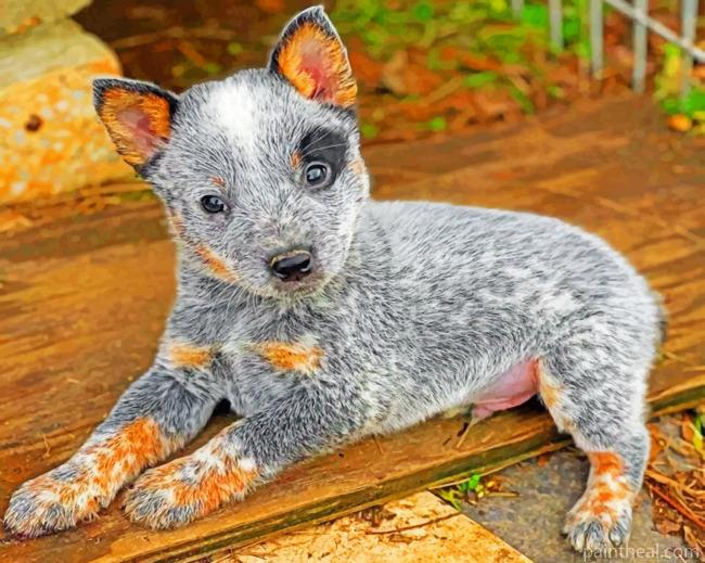 Aesthetic Blue Heeler Puppy Painting By Numbers Kits