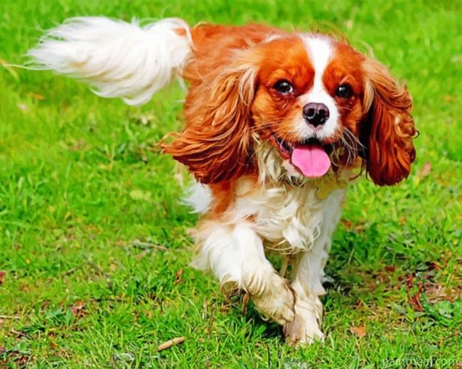 King Charles Cavalier Animal Painting By Numbers Kits