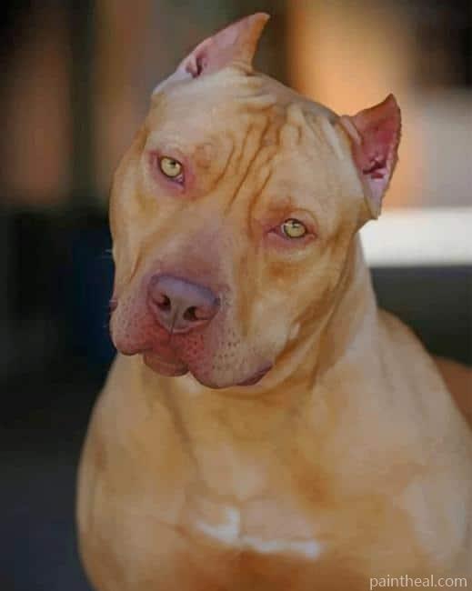 Red Nose Pit Bull Painting By Numbers Kits