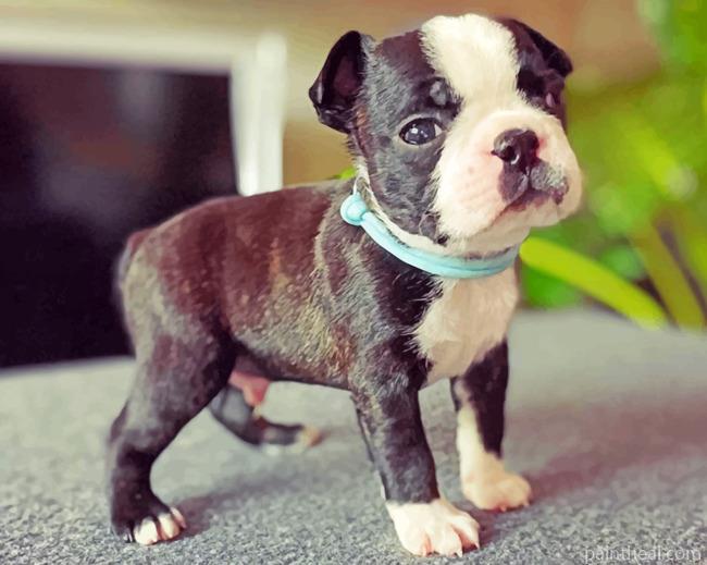 Boston Terrier Puppy Painting By Numbers Kits