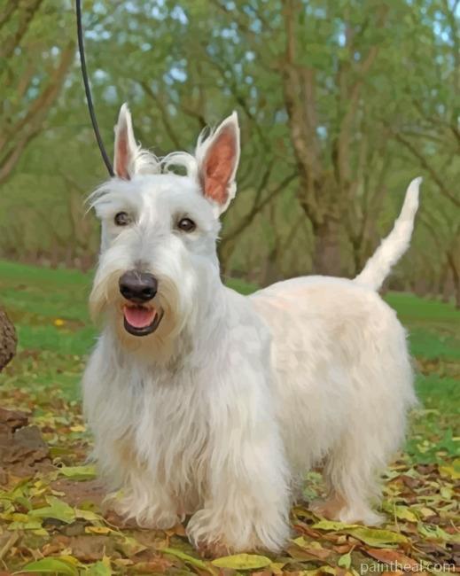 White Scottish Terrier Painting By Numbers Kits