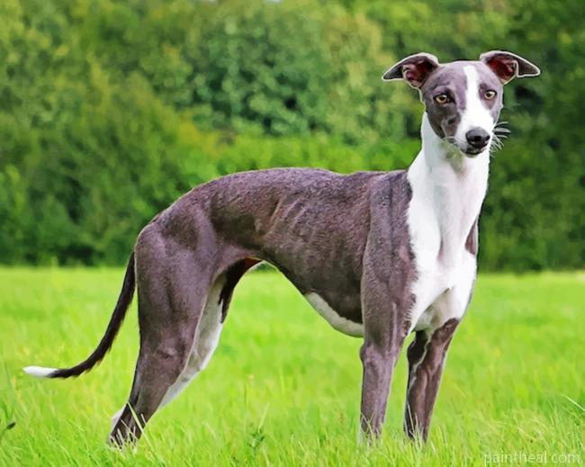 Whippet Painting By Numbers Kits
