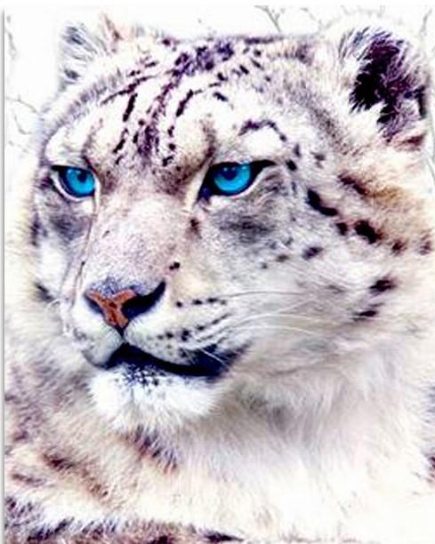 Blue Eyed Snow Leopard – 5D Diamond Painting Painting By Numbers Kits