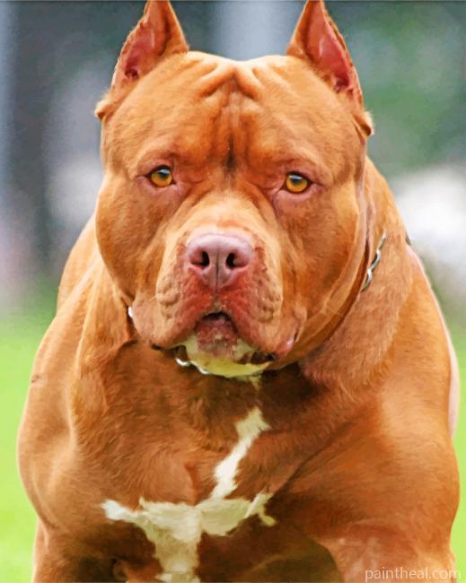 Pit Bull Painting By Numbers Kits