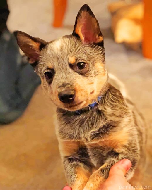 Adorable Blue Heeler Painting By Numbers Kits