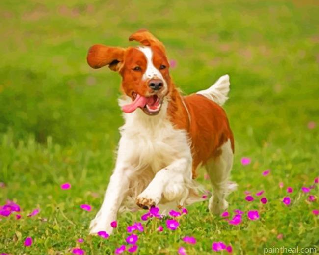 Springer Spaniel Painting By Numbers Kits