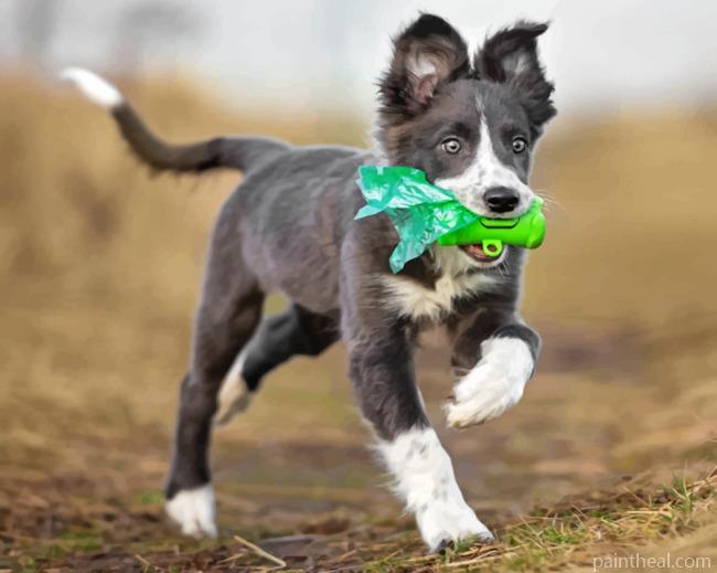 Border Collie Puppy Painting By Numbers Kits