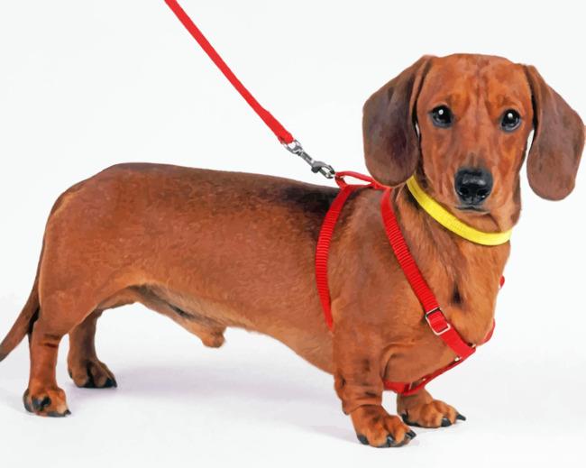 Sausage Dog Painting By Numbers Kits