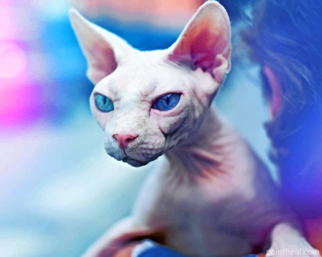 Mad Sphynx Cat Painting By Numbers Kits