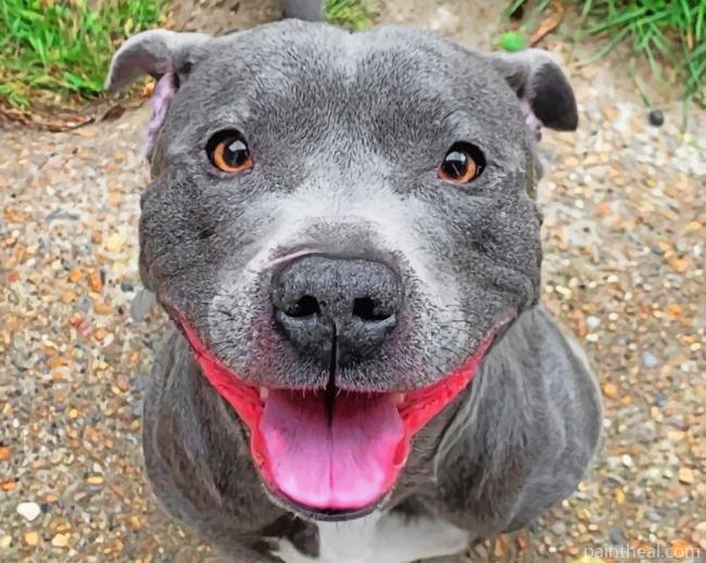 Happy Staffy Painting By Numbers Kits