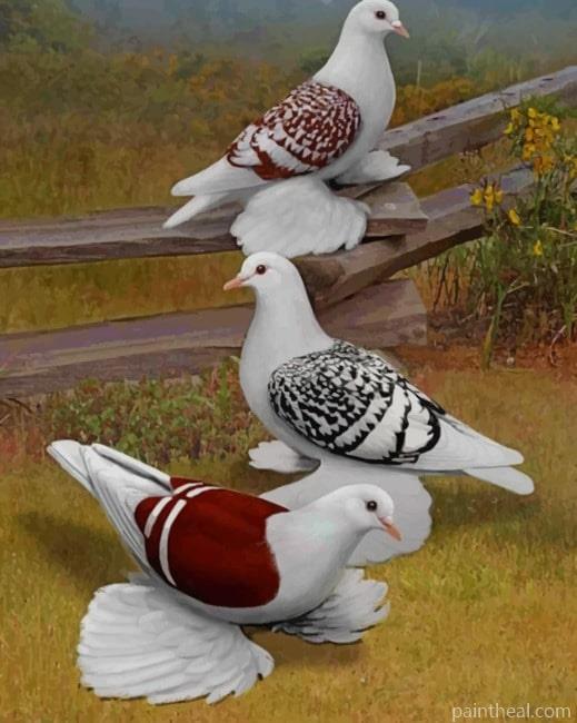 Pigeons Birds Painting By Numbers Kits