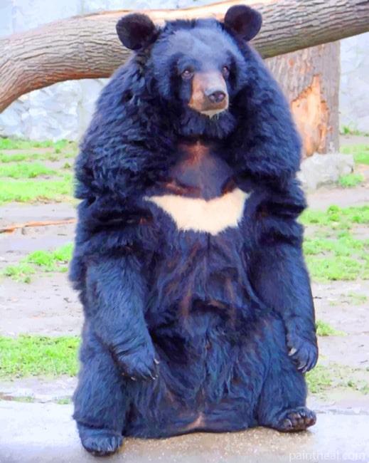Asian Black Bear – 5D Diamond Paintings Painting By Numbers Kits