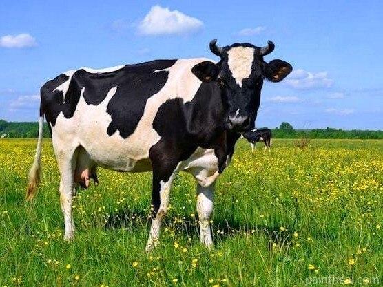 Country Cows Painting By Numbers Kits