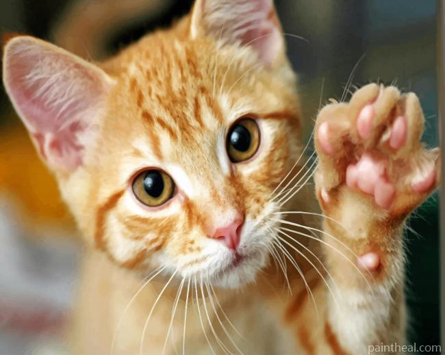 Cute Tabby Cat Painting By Numbers Kits