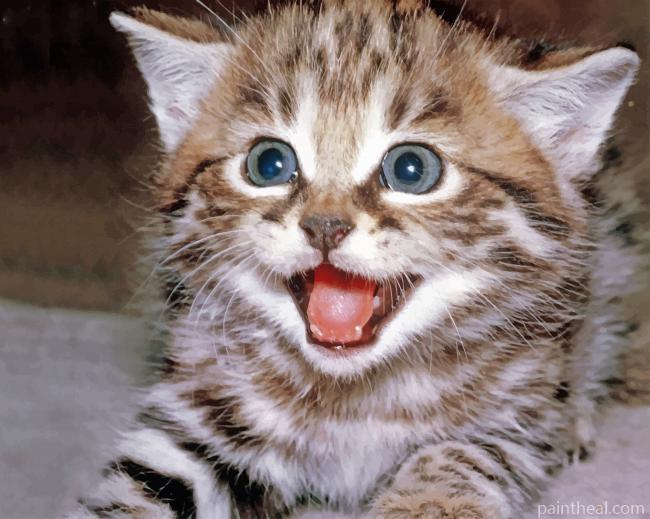 Tabby Kitty Painting By Numbers Kits