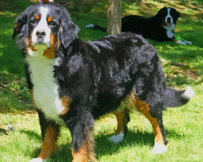 Bernese Mountain Dog Standing Painting By Numbers Kits